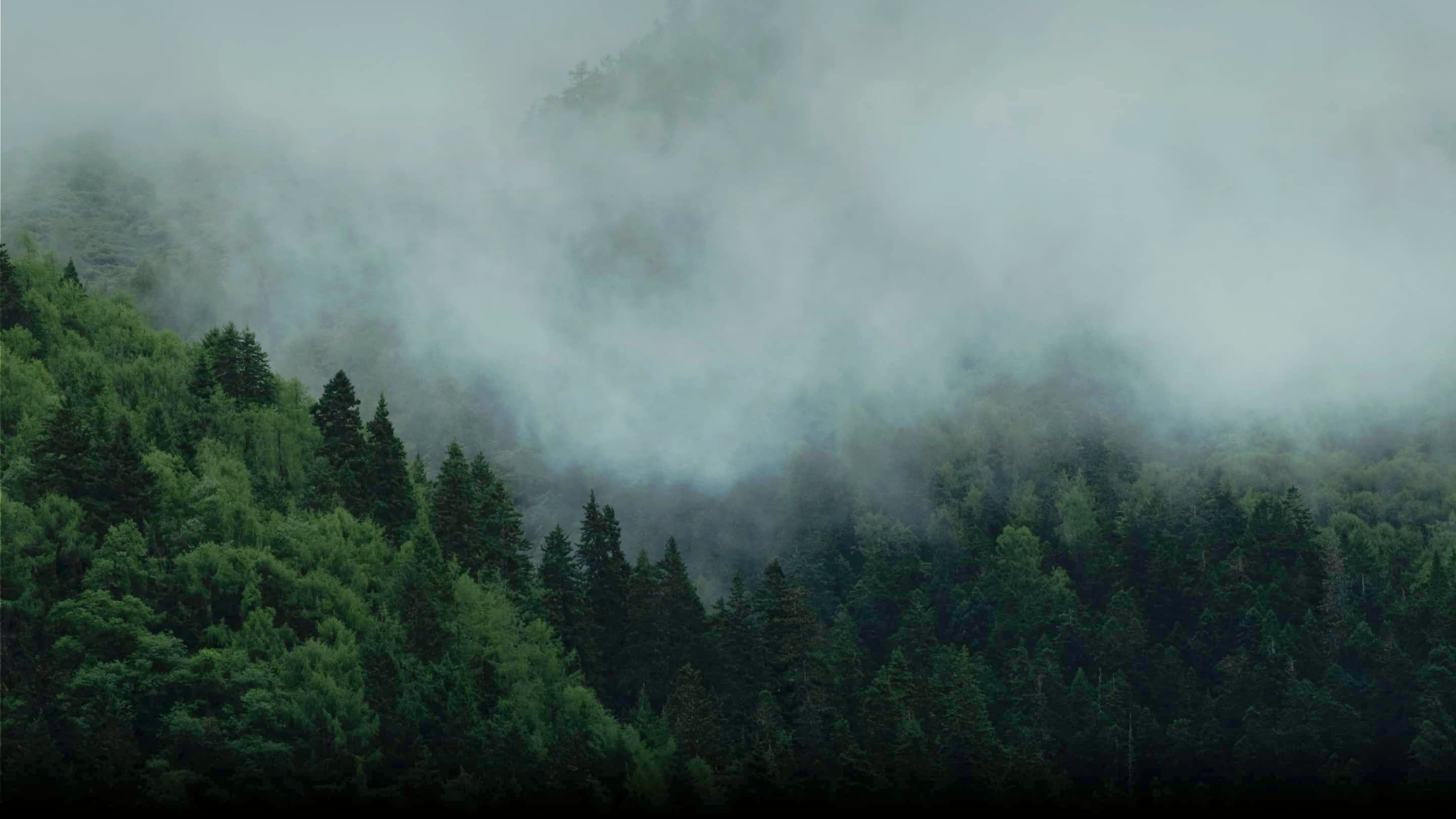 Mist rolling over a green alpine forest